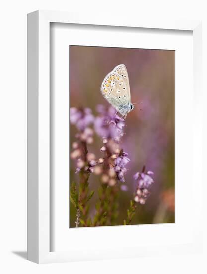 Common Blue Butterfly (Polyommatus Icarus), Resting on Flowering Heather, Dorset, England, UK-Ross Hoddinott-Framed Photographic Print