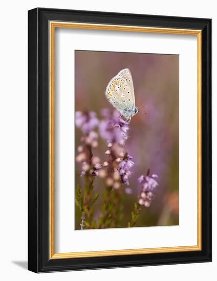 Common Blue Butterfly (Polyommatus Icarus), Resting on Flowering Heather, Dorset, England, UK-Ross Hoddinott-Framed Photographic Print