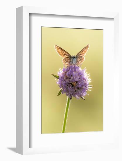 Common blue butterfly resting on Devil's bit scabious, UK-Ross Hoddinott-Framed Photographic Print