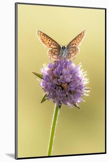 Common blue butterfly resting on Devil's bit scabious, UK-Ross Hoddinott-Mounted Photographic Print