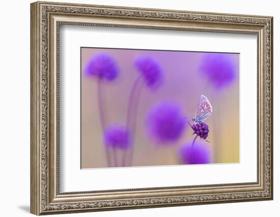 Common blue butterfly resting on Devil's bit scabious, UK-Ross Hoddinott-Framed Photographic Print