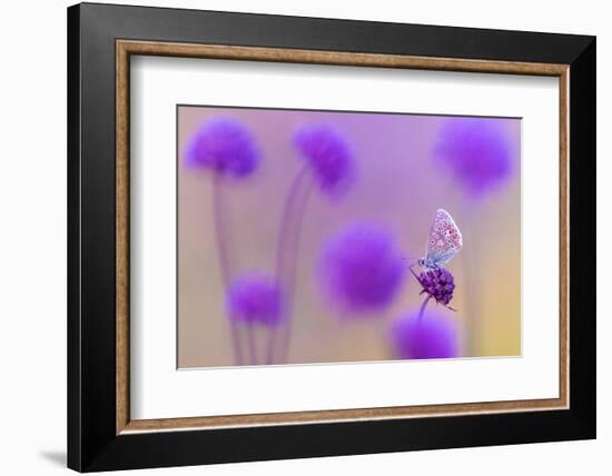 Common blue butterfly resting on Devil's bit scabious, UK-Ross Hoddinott-Framed Photographic Print