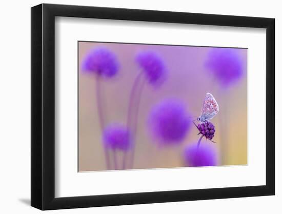 Common blue butterfly resting on Devil's bit scabious, UK-Ross Hoddinott-Framed Photographic Print