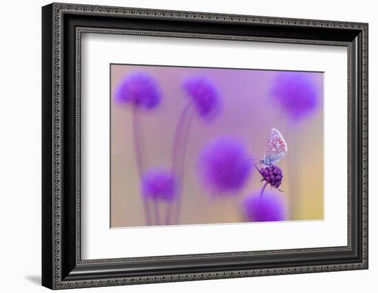 Common blue butterfly resting on Devil's bit scabious, UK-Ross Hoddinott-Framed Photographic Print