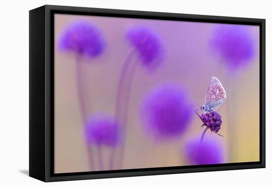 Common blue butterfly resting on Devil's bit scabious, UK-Ross Hoddinott-Framed Premier Image Canvas