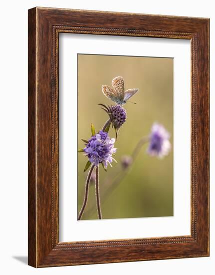 Common blue butterfly resting on devil's bit scabious, Vealand Farm, Devon, UK-Ross Hoddinott-Framed Photographic Print