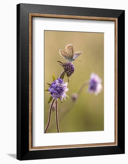 Common blue butterfly resting on devil's bit scabious, Vealand Farm, Devon, UK-Ross Hoddinott-Framed Photographic Print