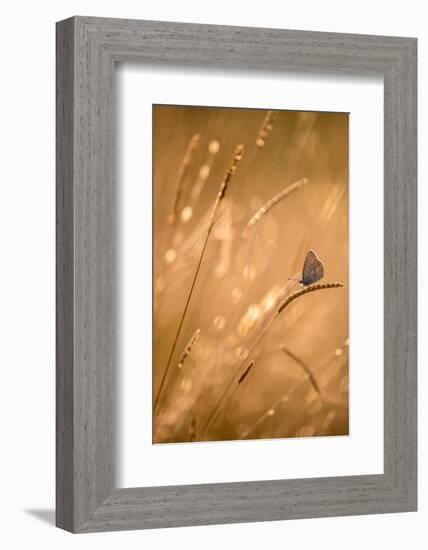 Common blue butterfly resting on grass at sunset, Devon, UK-Ross Hoddinott-Framed Photographic Print