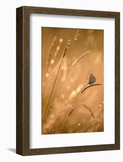 Common blue butterfly resting on grass at sunset, Devon, UK-Ross Hoddinott-Framed Photographic Print