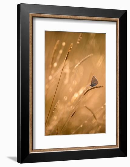 Common blue butterfly resting on grass at sunset, Devon, UK-Ross Hoddinott-Framed Photographic Print