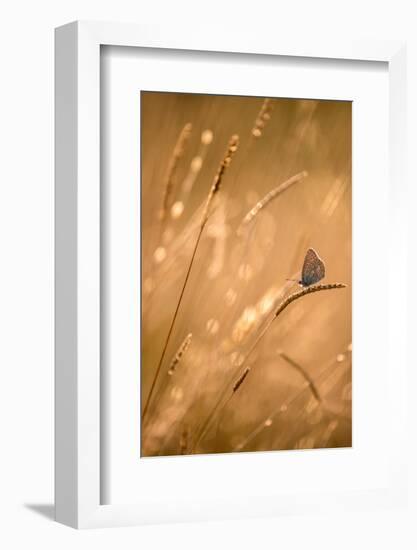 Common blue butterfly resting on grass at sunset, Devon, UK-Ross Hoddinott-Framed Photographic Print