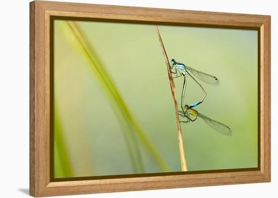 Common Blue Damselfly {Enallagma Cyathigerum}, Mating Pair, Little Bradley Ponds, Devon, UK. July-Ross Hoddinott-Framed Premier Image Canvas