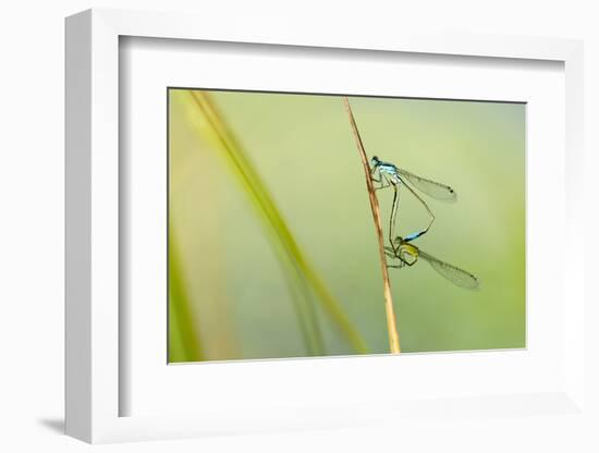 Common Blue Damselfly {Enallagma Cyathigerum}, Mating Pair, Little Bradley Ponds, Devon, UK. July-Ross Hoddinott-Framed Premium Photographic Print