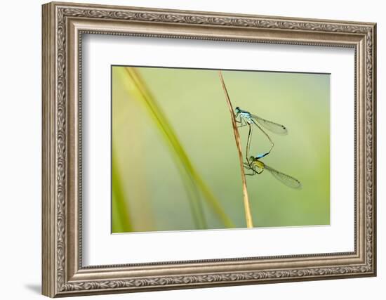 Common Blue Damselfly {Enallagma Cyathigerum}, Mating Pair, Little Bradley Ponds, Devon, UK. July-Ross Hoddinott-Framed Photographic Print