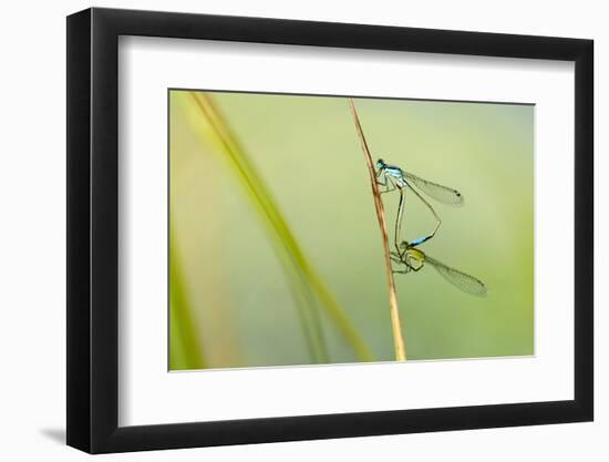 Common Blue Damselfly {Enallagma Cyathigerum}, Mating Pair, Little Bradley Ponds, Devon, UK. July-Ross Hoddinott-Framed Photographic Print