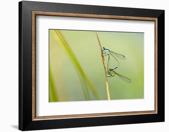 Common Blue Damselfly {Enallagma Cyathigerum}, Mating Pair, Little Bradley Ponds, Devon, UK. July-Ross Hoddinott-Framed Photographic Print