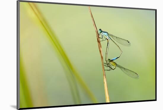 Common Blue Damselfly {Enallagma Cyathigerum}, Mating Pair, Little Bradley Ponds, Devon, UK. July-Ross Hoddinott-Mounted Photographic Print