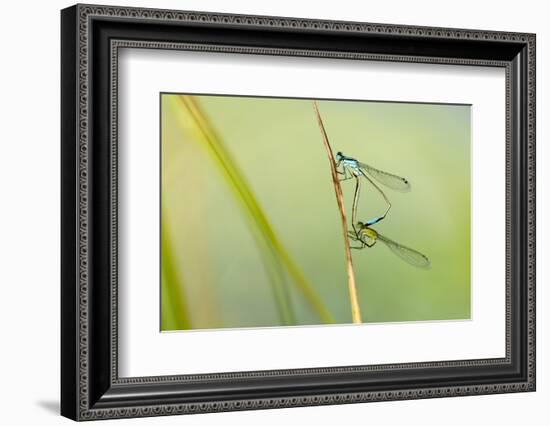 Common Blue Damselfly {Enallagma Cyathigerum}, Mating Pair, Little Bradley Ponds, Devon, UK. July-Ross Hoddinott-Framed Photographic Print