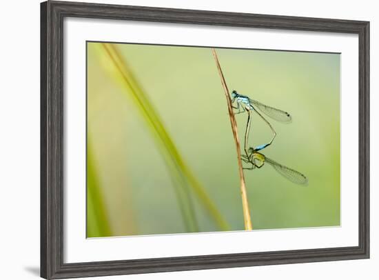 Common Blue Damselfly {Enallagma Cyathigerum}, Mating Pair, Little Bradley Ponds, Devon, UK. July-Ross Hoddinott-Framed Photographic Print