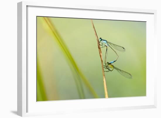 Common Blue Damselfly {Enallagma Cyathigerum}, Mating Pair, Little Bradley Ponds, Devon, UK. July-Ross Hoddinott-Framed Photographic Print