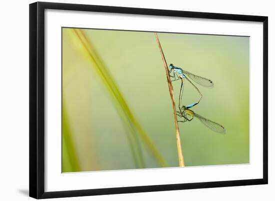 Common Blue Damselfly {Enallagma Cyathigerum}, Mating Pair, Little Bradley Ponds, Devon, UK. July-Ross Hoddinott-Framed Photographic Print