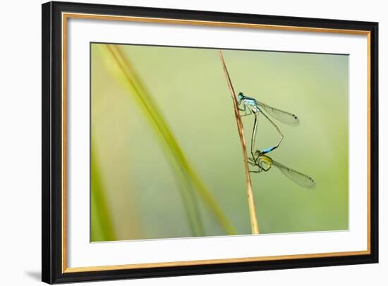 Common Blue Damselfly {Enallagma Cyathigerum}, Mating Pair, Little Bradley Ponds, Devon, UK. July-Ross Hoddinott-Framed Photographic Print