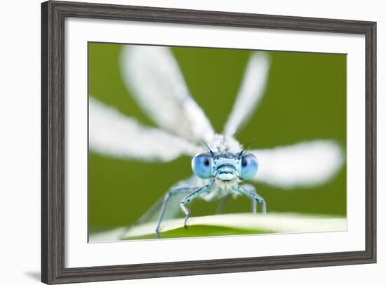 Common Blue Damselfly (Enallagma Cyathigerum), Tamar Lake, Cornwall, England, UK. June 2011-Ross Hoddinott-Framed Photographic Print