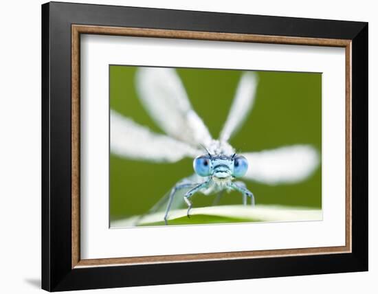 Common Blue Damselfly (Enallagma Cyathigerum), Tamar Lake, Cornwall, England, UK. June 2011-Ross Hoddinott-Framed Photographic Print