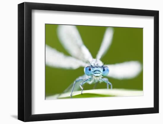 Common Blue Damselfly (Enallagma Cyathigerum), Tamar Lake, Cornwall, England, UK. June 2011-Ross Hoddinott-Framed Photographic Print