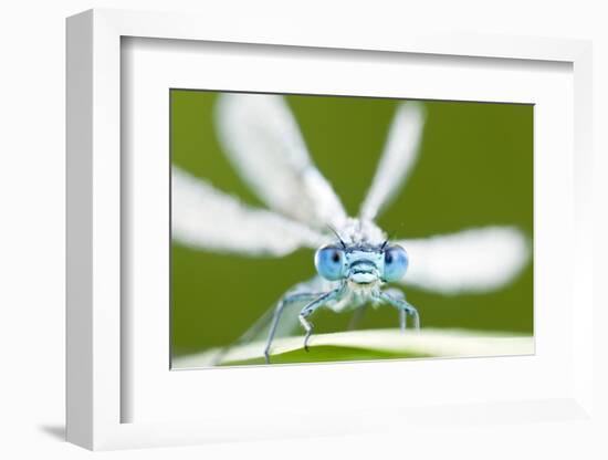 Common Blue Damselfly (Enallagma Cyathigerum), Tamar Lake, Cornwall, England, UK. June 2011-Ross Hoddinott-Framed Photographic Print