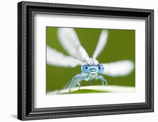 Common Blue Damselfly (Enallagma Cyathigerum), Tamar Lake, Cornwall, England, UK. June 2011-Ross Hoddinott-Framed Photographic Print