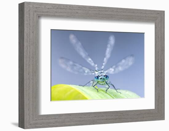 Common blue damselfly portrait, early morning light, Broxwater, Cornwall, UK-Ross Hoddinott-Framed Photographic Print