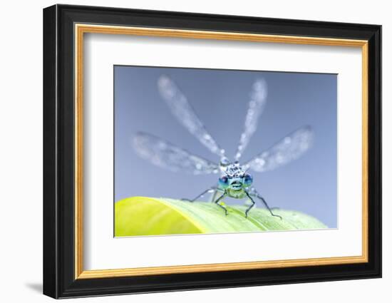 Common blue damselfly portrait, early morning light, Broxwater, Cornwall, UK-Ross Hoddinott-Framed Photographic Print