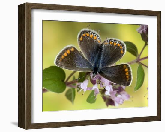 Common Blue Female on Flower of Marjoram-Andy Sands-Framed Photographic Print