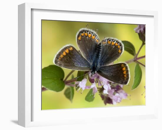 Common Blue Female on Flower of Marjoram-Andy Sands-Framed Photographic Print