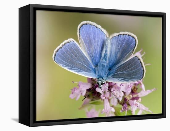 Common Blue Male Feeding on Flower of Marjoram-Andy Sands-Framed Premier Image Canvas