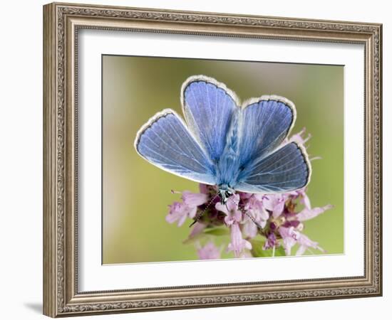 Common Blue Male Feeding on Flower of Marjoram-Andy Sands-Framed Photographic Print