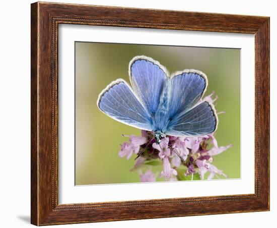 Common Blue Male Feeding on Flower of Marjoram-Andy Sands-Framed Photographic Print