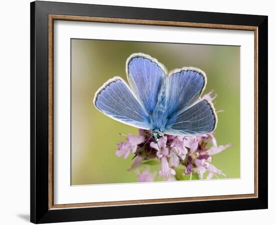 Common Blue Male Feeding on Flower of Marjoram-Andy Sands-Framed Photographic Print