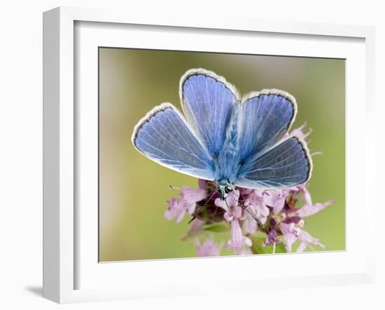 Common Blue Male Feeding on Flower of Marjoram-Andy Sands-Framed Photographic Print