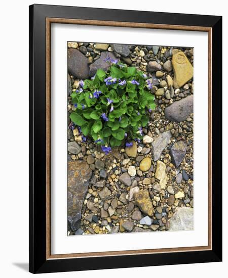 Common Blue Violets, Rockbridge County, Virginia, USA-Charles Gurche-Framed Photographic Print