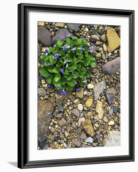 Common Blue Violets, Rockbridge County, Virginia, USA-Charles Gurche-Framed Photographic Print