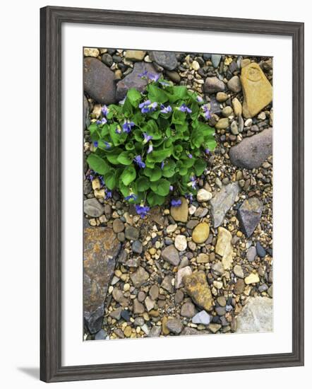 Common Blue Violets, Rockbridge County, Virginia, USA-Charles Gurche-Framed Photographic Print