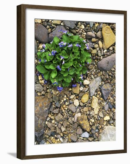 Common Blue Violets, Rockbridge County, Virginia, USA-Charles Gurche-Framed Photographic Print