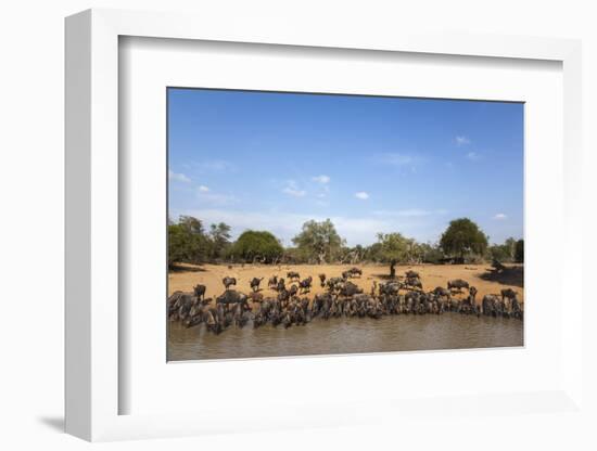 Common (Blue) Wildebeest (Gnu) (Connochaetes Taurinus) at Water, Kwazulu-Natal, Africa-Ann & Steve Toon-Framed Photographic Print