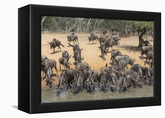 Common (Blue) Wildebeest (Gnu) (Connochaetes Taurinus), Mkhuze Game Reserve, Kwazulu-Natal, Africa-Ann & Steve Toon-Framed Premier Image Canvas