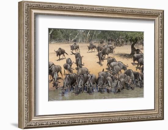 Common (Blue) Wildebeest (Gnu) (Connochaetes Taurinus), Mkhuze Game Reserve, Kwazulu-Natal, Africa-Ann & Steve Toon-Framed Photographic Print