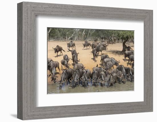 Common (Blue) Wildebeest (Gnu) (Connochaetes Taurinus), Mkhuze Game Reserve, Kwazulu-Natal, Africa-Ann & Steve Toon-Framed Photographic Print