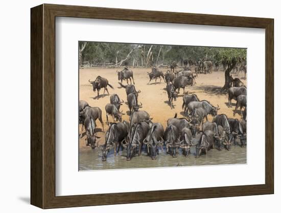 Common (Blue) Wildebeest (Gnu) (Connochaetes Taurinus), Mkhuze Game Reserve, Kwazulu-Natal, Africa-Ann & Steve Toon-Framed Photographic Print