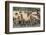 Common (Blue) Wildebeest (Gnu) (Connochaetes Taurinus), Mkhuze Game Reserve, Kwazulu-Natal, Africa-Ann & Steve Toon-Framed Photographic Print